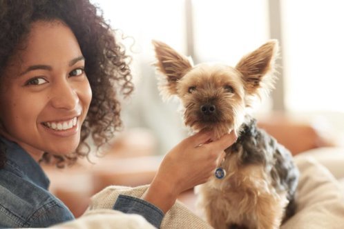 healthy pets healthy pets